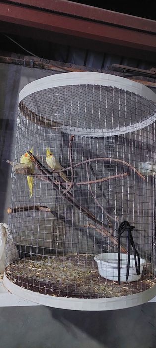 Попугай карела в месте с клеткой