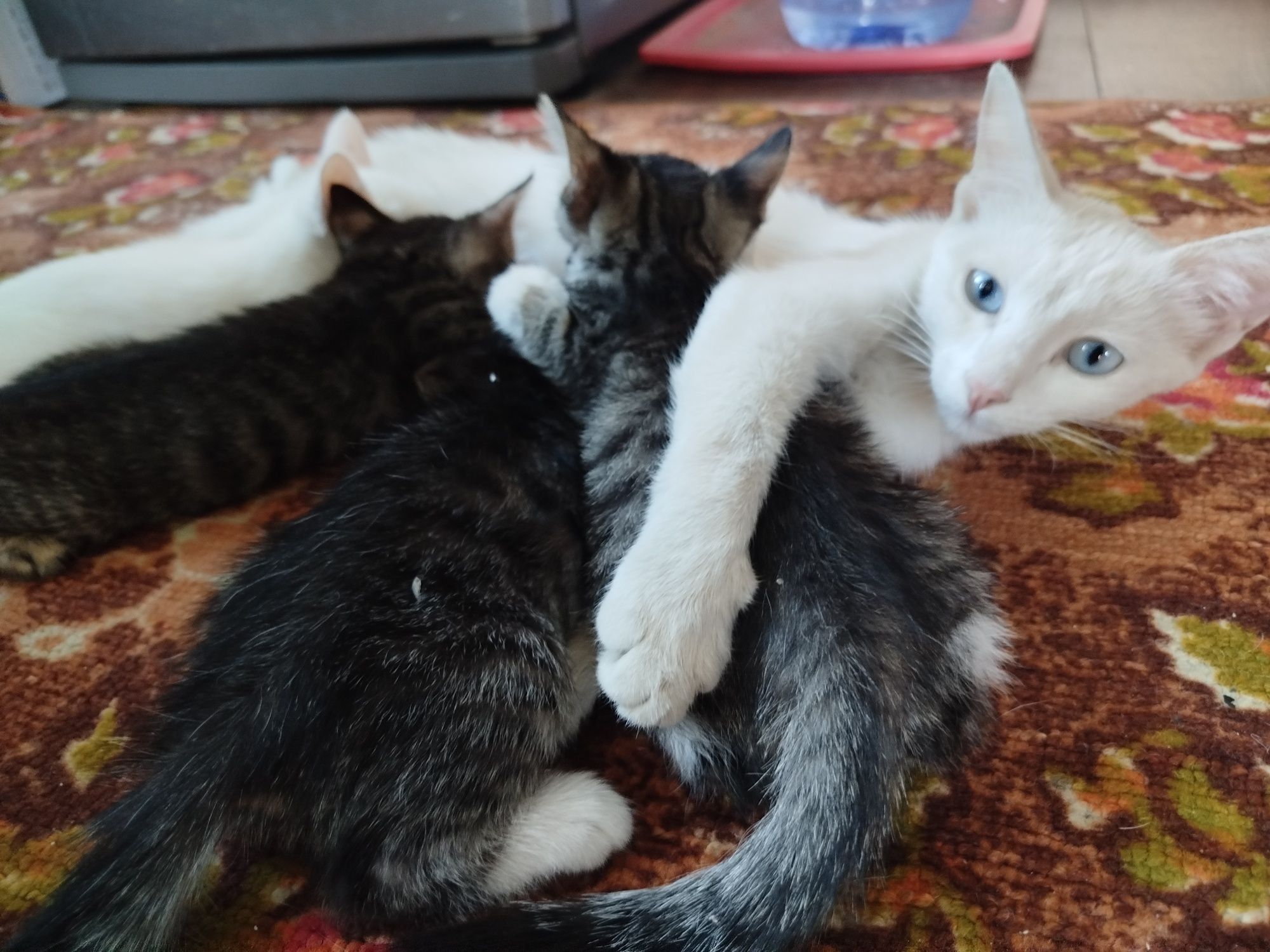 O'g'il bola mushuk 1 ta qoldi, котята