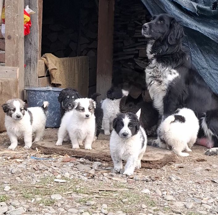 Catei metis pentru adoptie