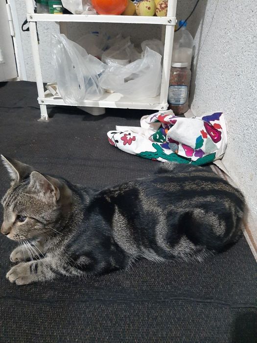 Mushuk sotiladi arzon narxda