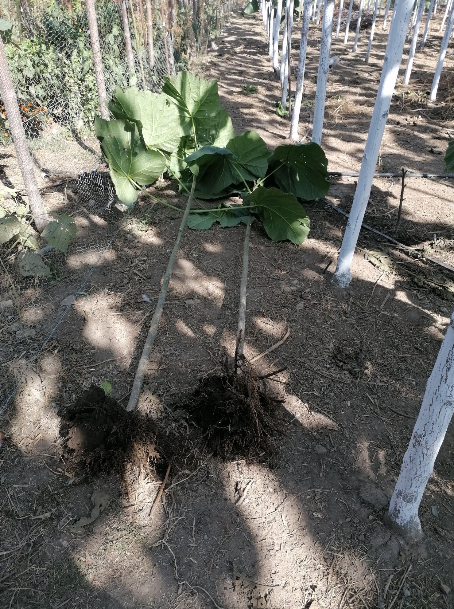 Vand paulownia direct producator