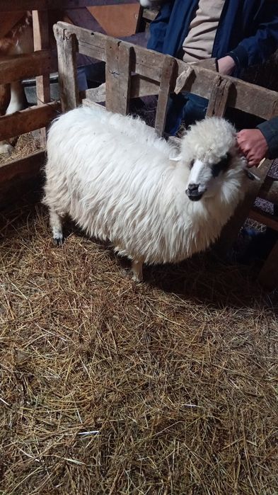 De vânzare mieluta de anul trecut