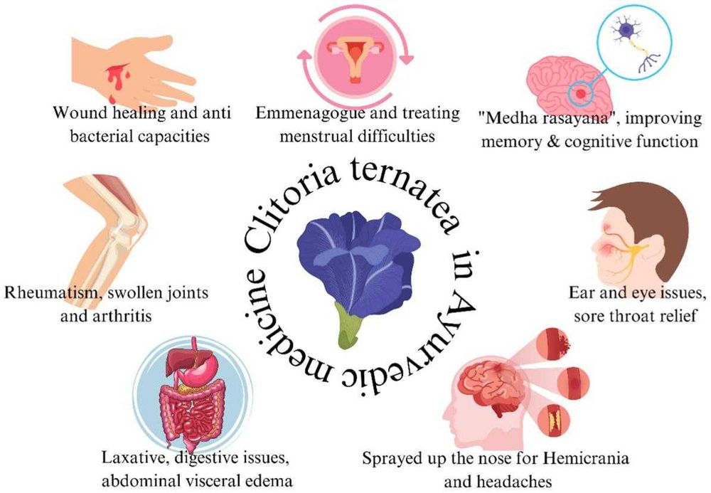 Клитория Тернатея Пеперуден Син Чай Очи Нервна Сист. Clitoria Ternatea