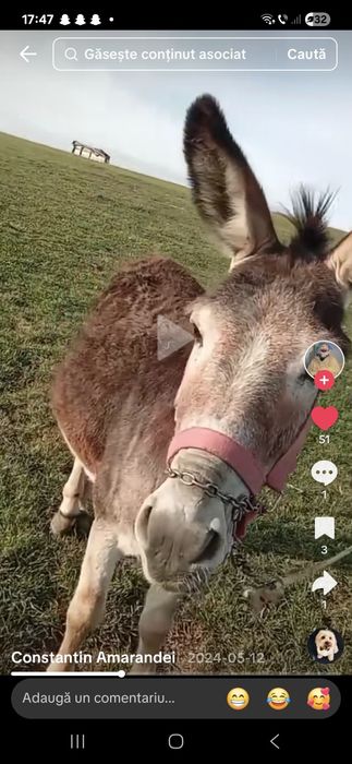 Vând oi bune pe alese