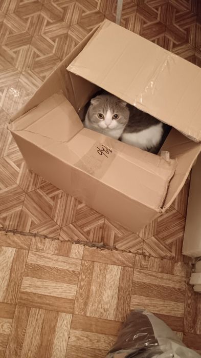 Отдам кота в хорошие руки