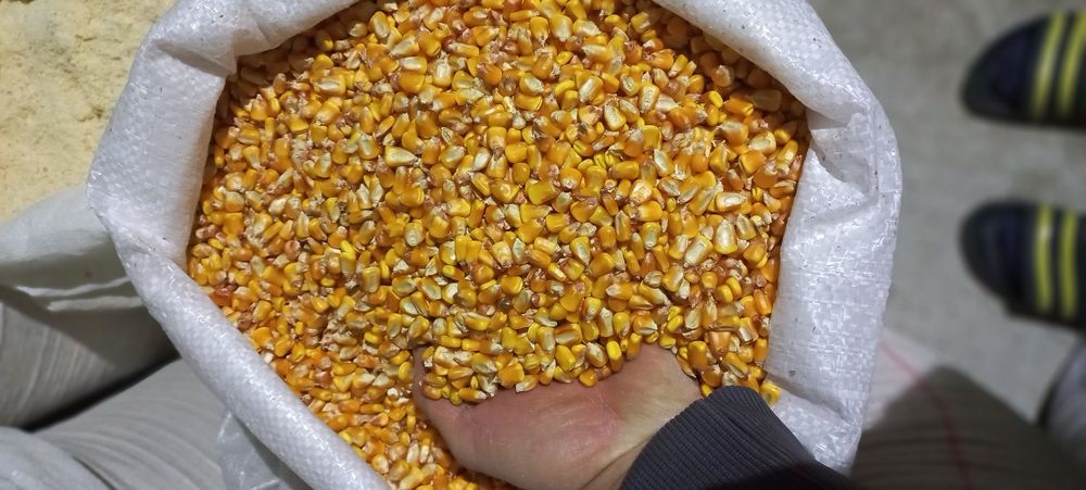 Porumb grau orz,mazare,floare ,uruiala,tarate