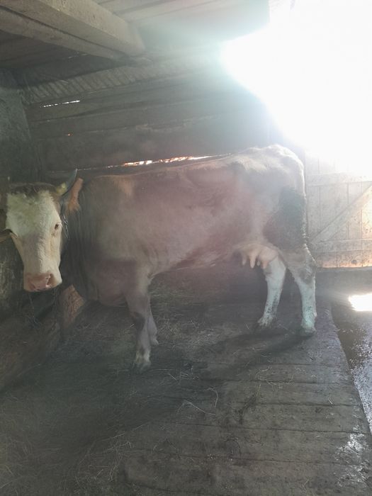 Vând juninci a2 fătare