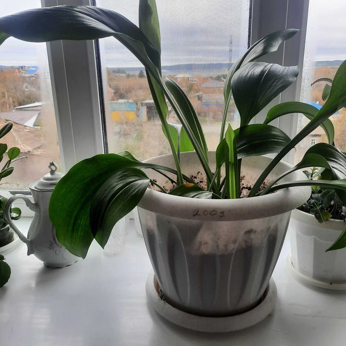 Цветок в горшке, алакозия, 2 года