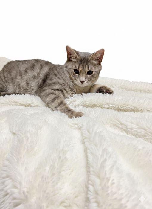 Продаем  котика подростка,