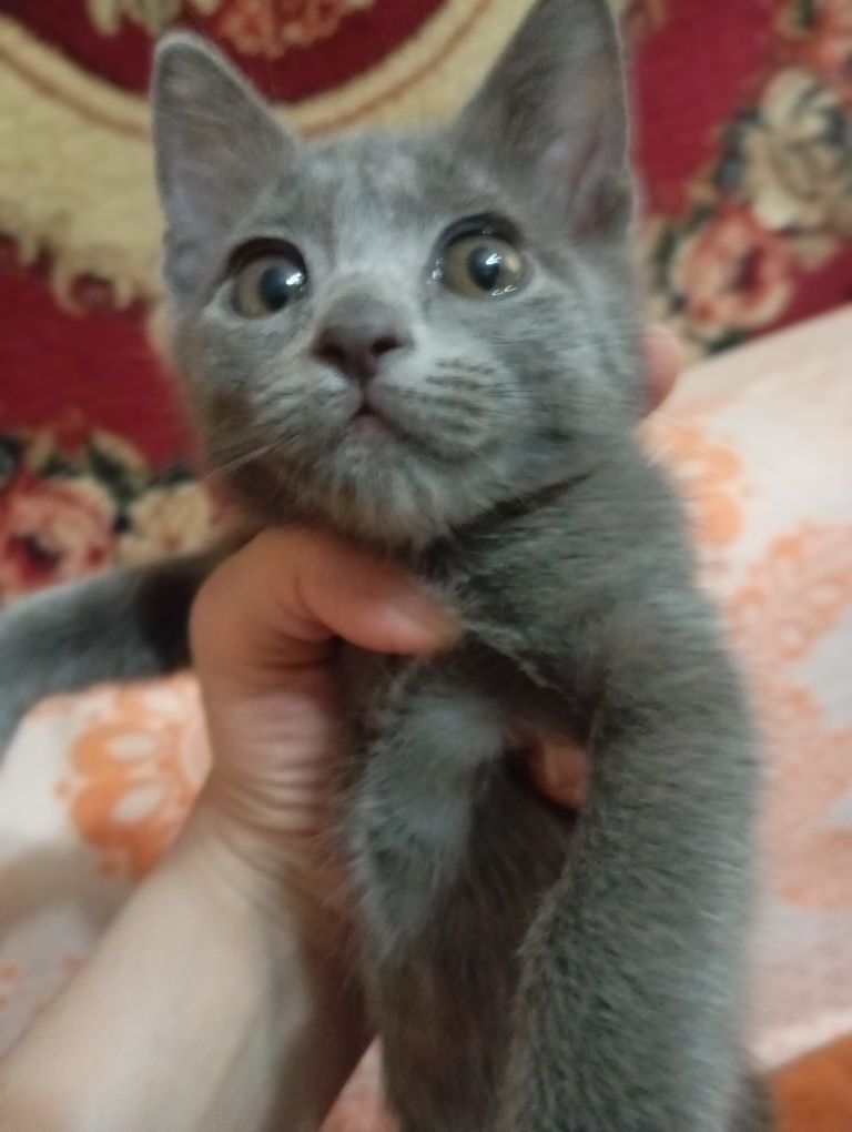 Котёнок - девочка