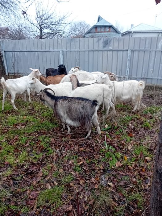 Capre sannen gestante