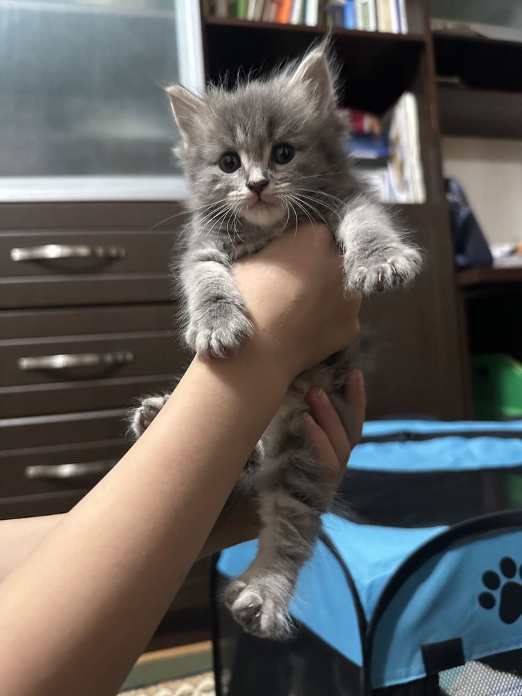 Котята скотиш фолд и скоттиш страй