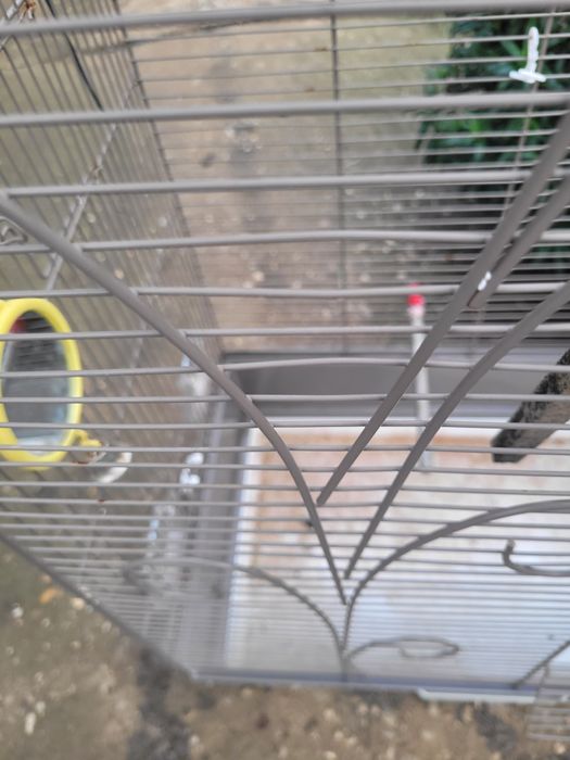 Colivie papagal imensa