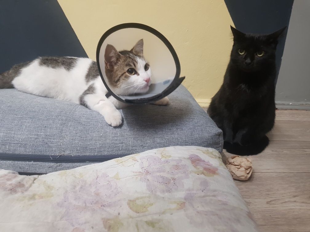 Котик ищет дом кастрирован