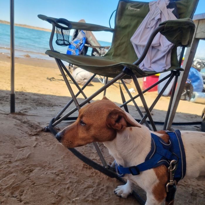 Ищем невесту для случки, джек рассел