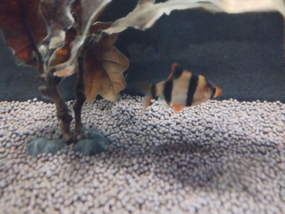 Отдам бесплатно барбусов. 2 штуки..