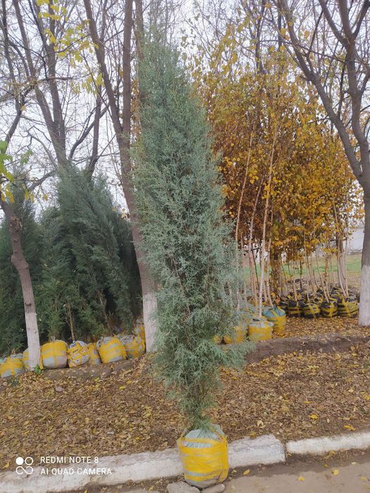 Gazon ekish archa kesish