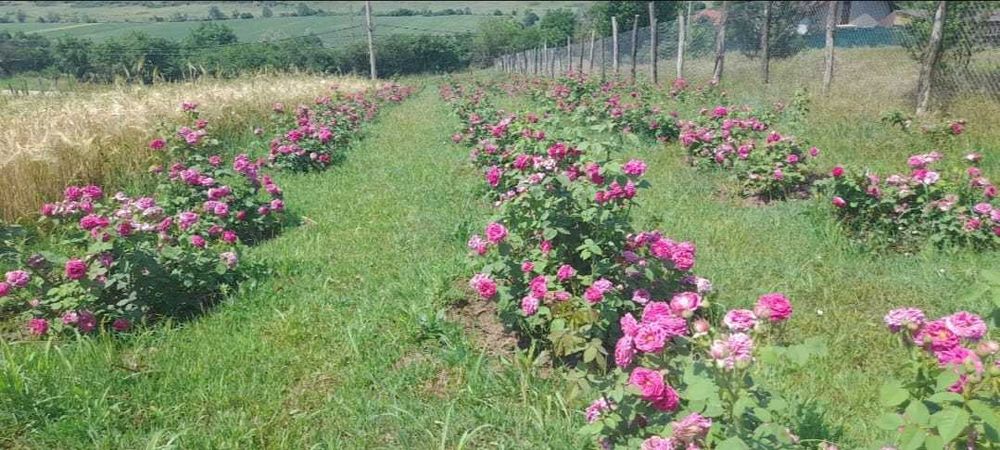 Sirop și dulceață de trandafiri – 100% naturali, preparați acasă!