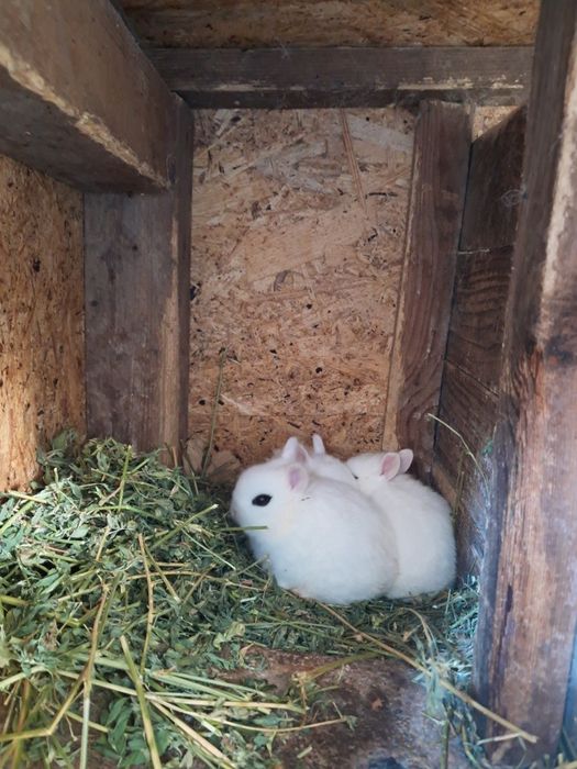 Iepurasi  Hotot pitici.