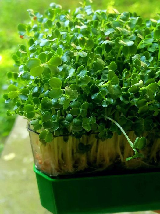 Tavite de germinat seminte pentru vlastari