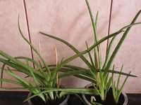 Aloe Vera,  3 plante