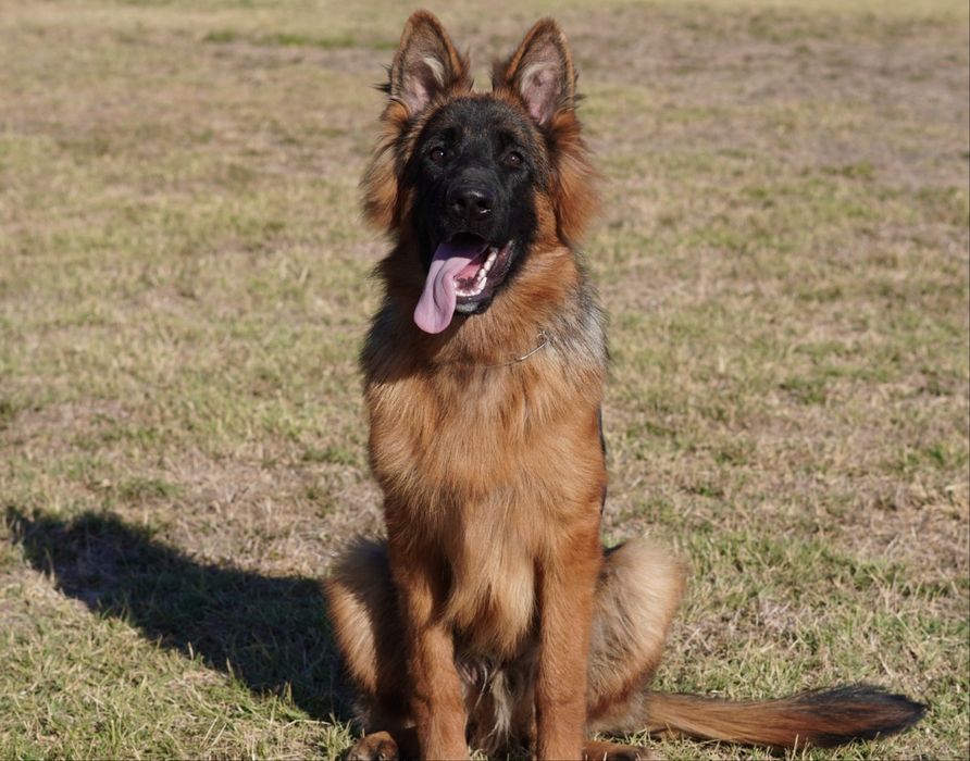 Mascul par lung cu pedigree top