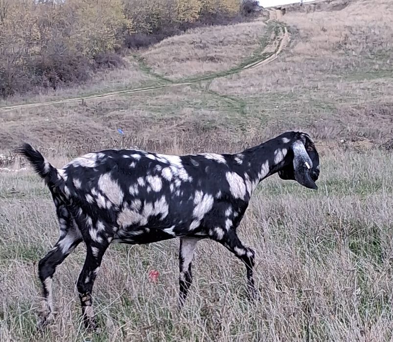 Vând 5capre Anglo Nubiene cu Pedigree