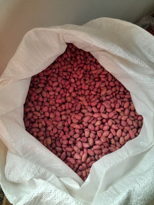 Фъстъци на едро реколта 2025