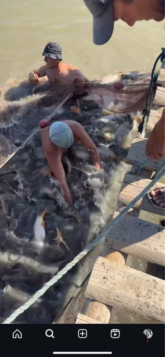 Tirik Baliq Xorazmdan Toshkentga