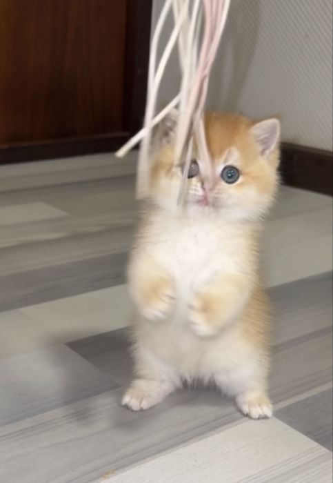 Продаётся британская золотая шиншилла ny12