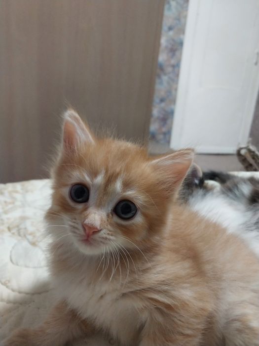 котята 1.5  месяца отдам бесплатно
