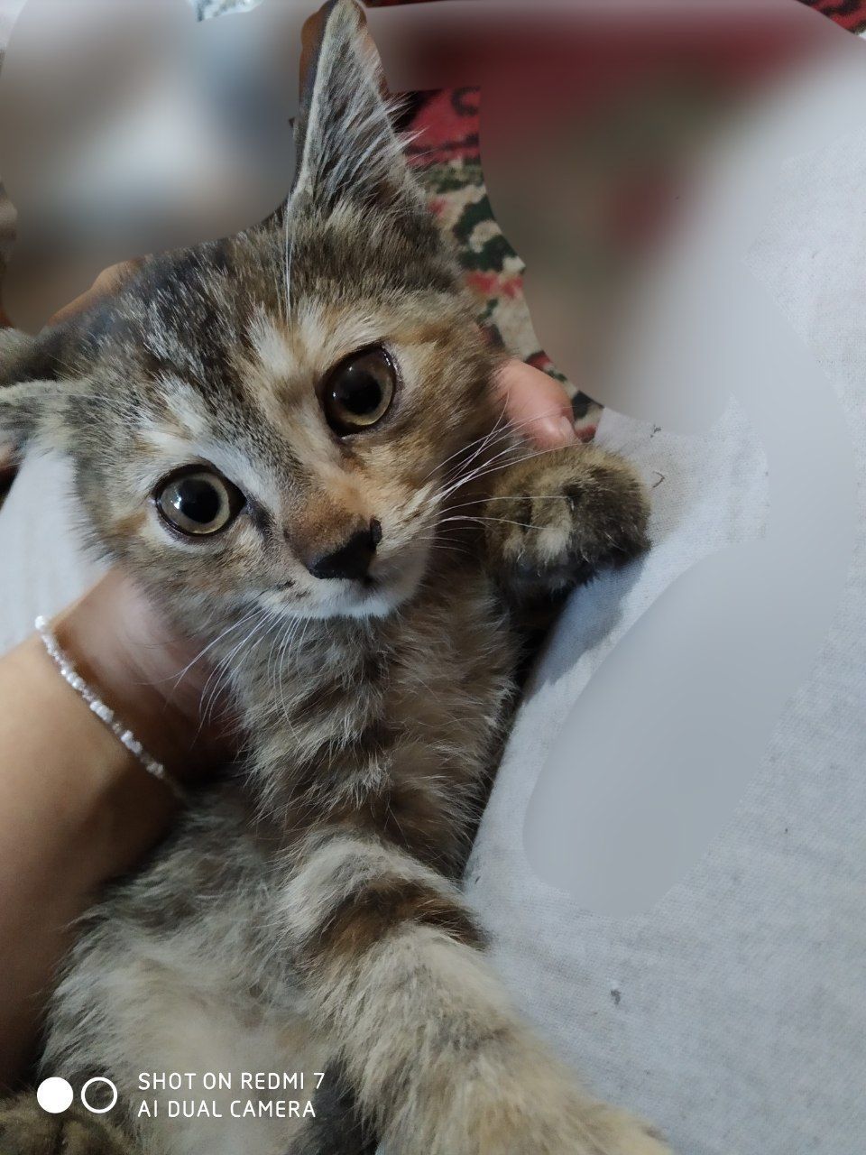Котёнок Бесплатно