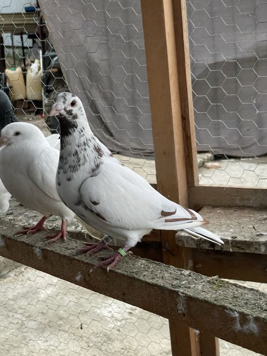 Porumbei voiajori meulemans