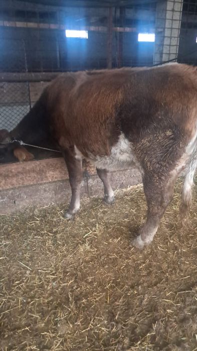 Vând  vaci cu lapte pret 7000 negociabil