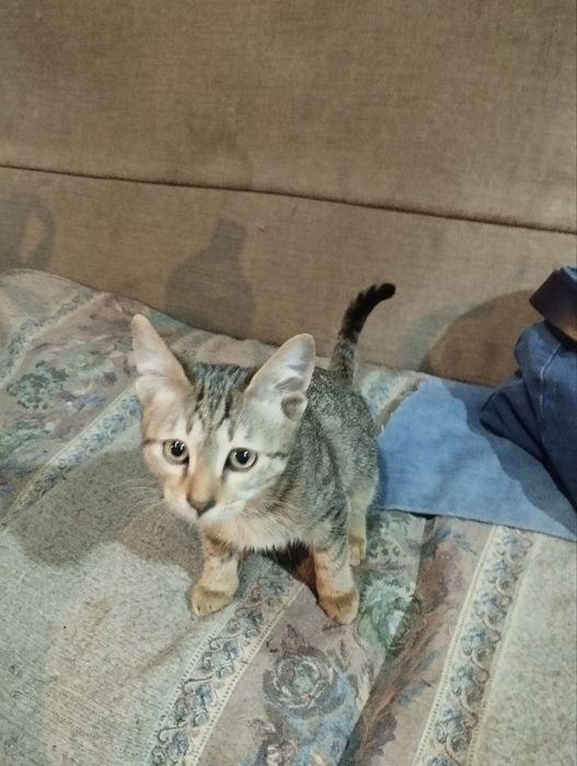 .Котята    в  добрые  руки