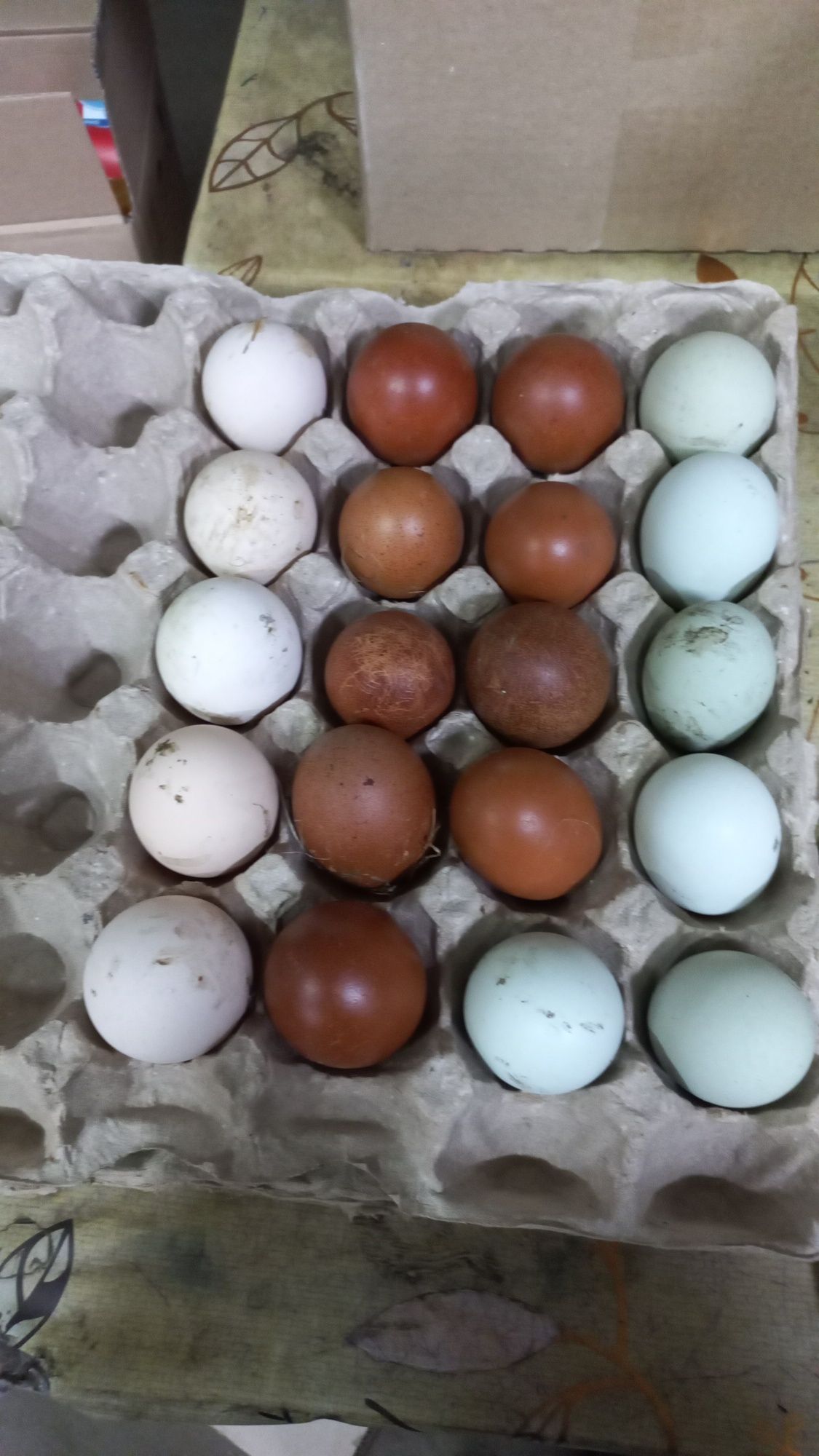 Продам инкубационое яйцо кур амерукана