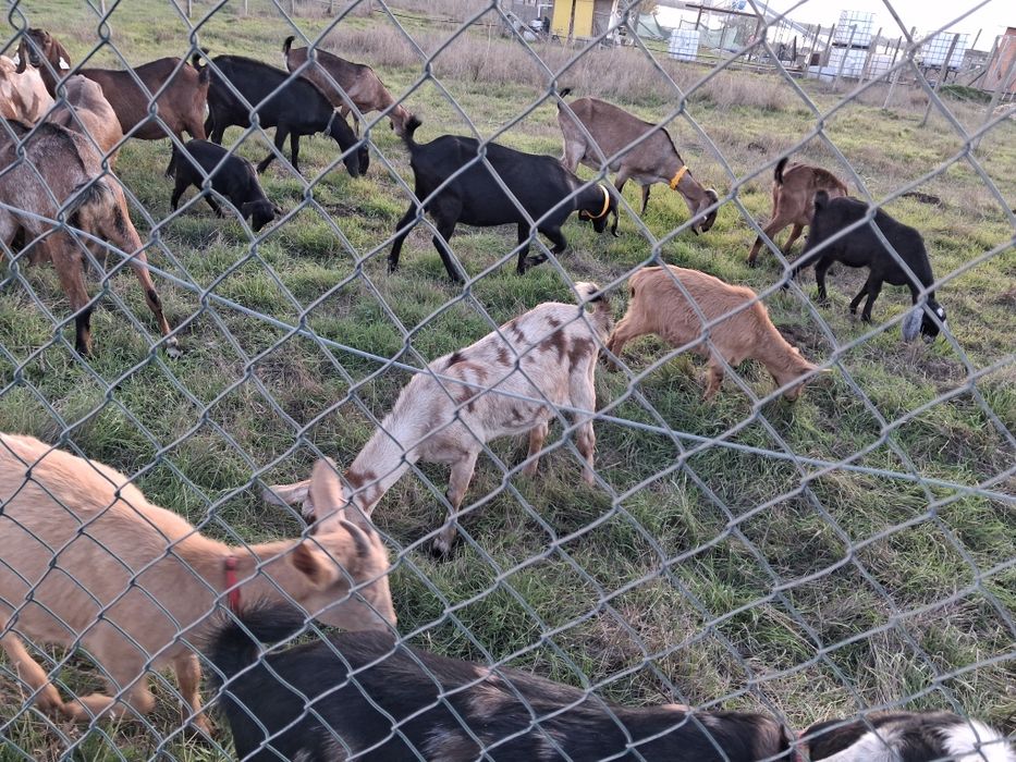 Vand 3 iede surori din capra alpina