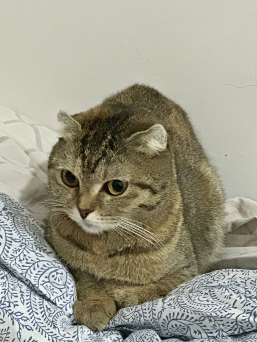 Молодая кошечка ответственным людям