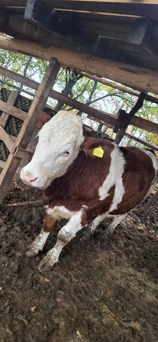 Продавам симентали на 9 10 11 месечна въздраст 8.5 лв живо тегло