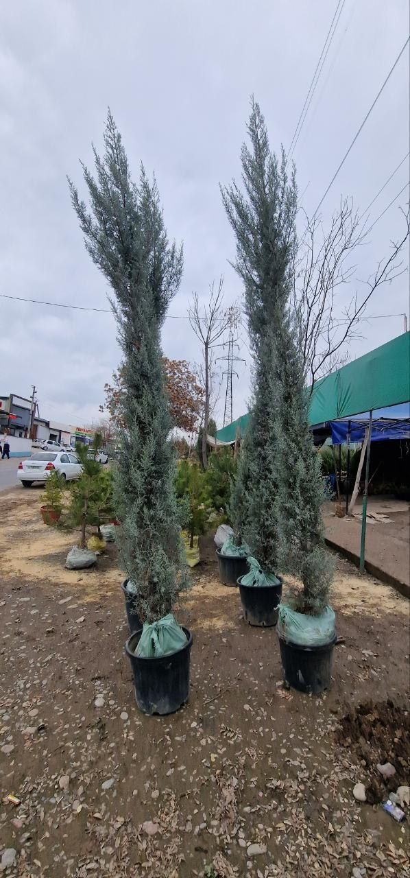 Арча Кипарис Аризонский