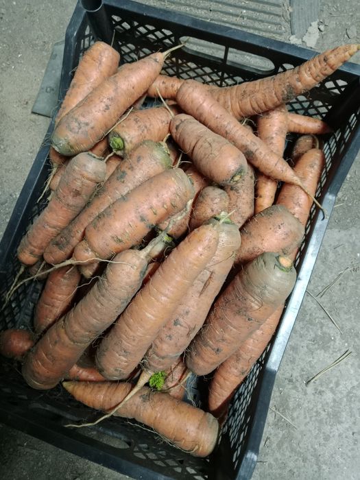 Морковь домашняя