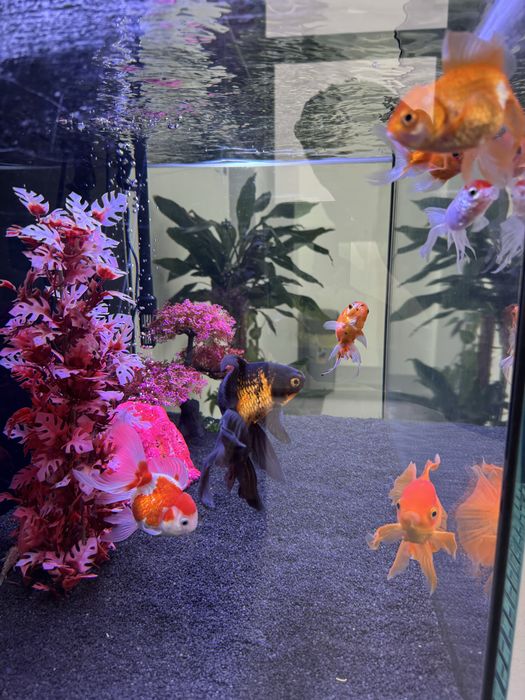 Acvariu Complete with Fish