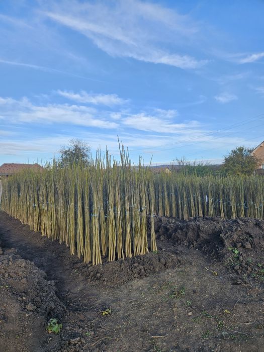 Vând nuci selecționați