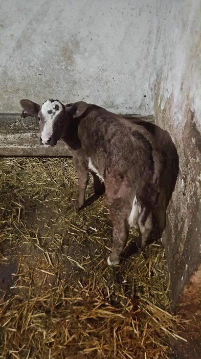 Vând vițeiiiiii...