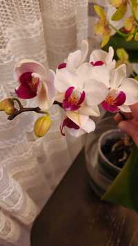 Продам мини орхидею