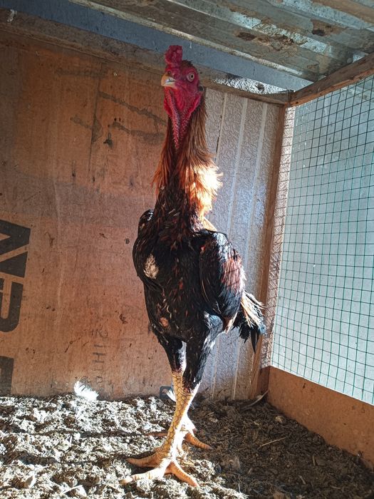 Дакан тухумлари сотилади.