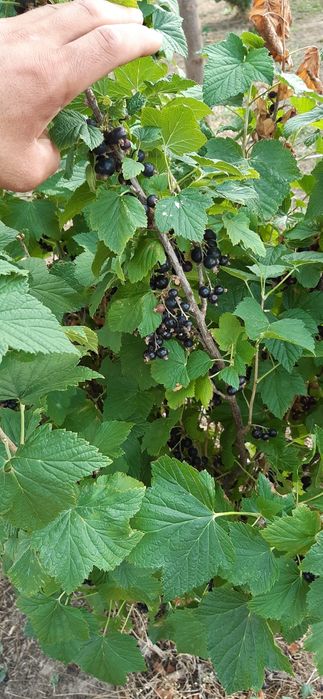 Sirop și Vi de coacăze negre