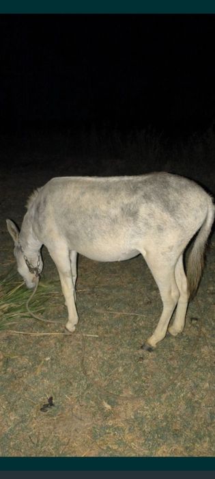 Eshak sotiladi, осел на продажу