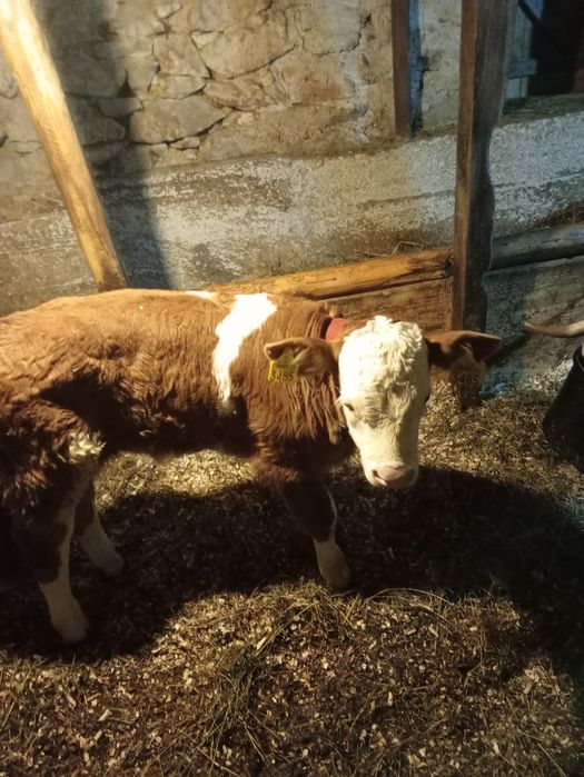 Vițel 3 săpt și vițea 2 săpt