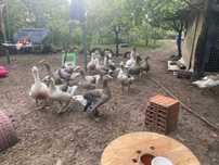 De vinzare gîște